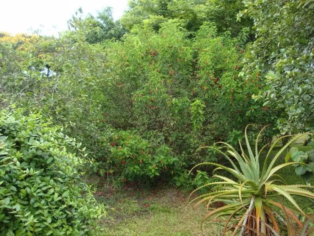 Terreno, 3 hectares - Foto 10