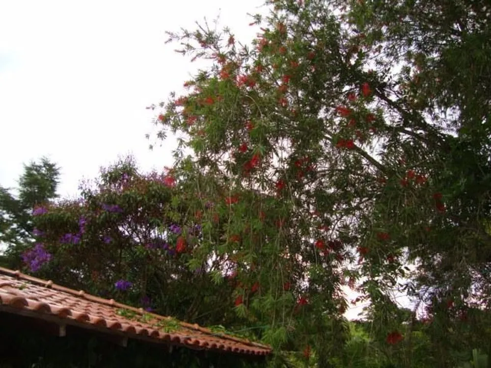 Terreno, 3 hectares - Foto 15