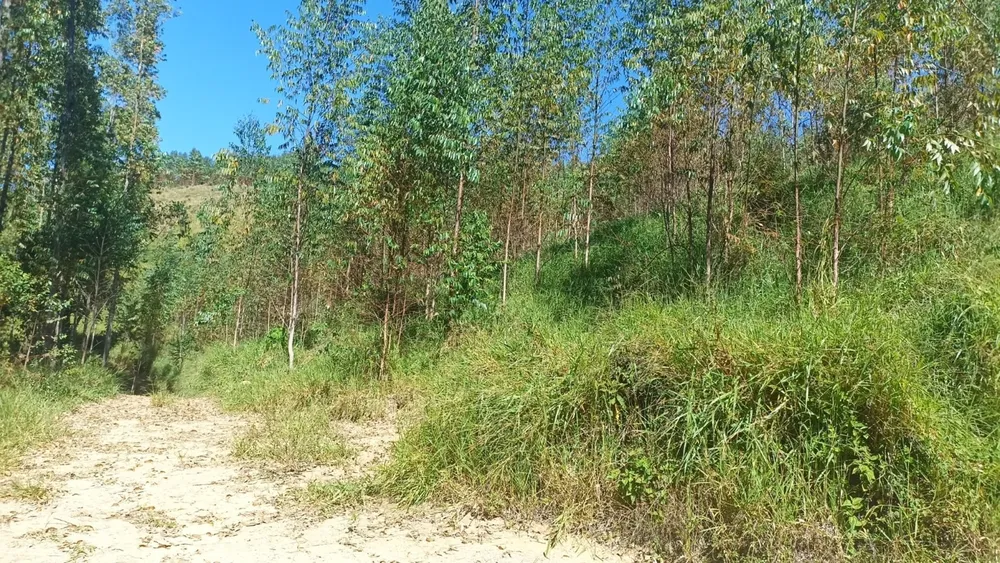 Sítio, 1 quarto, 200 m² - Foto 3