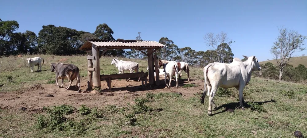 Fazenda, 254100 hectares - Foto 1
