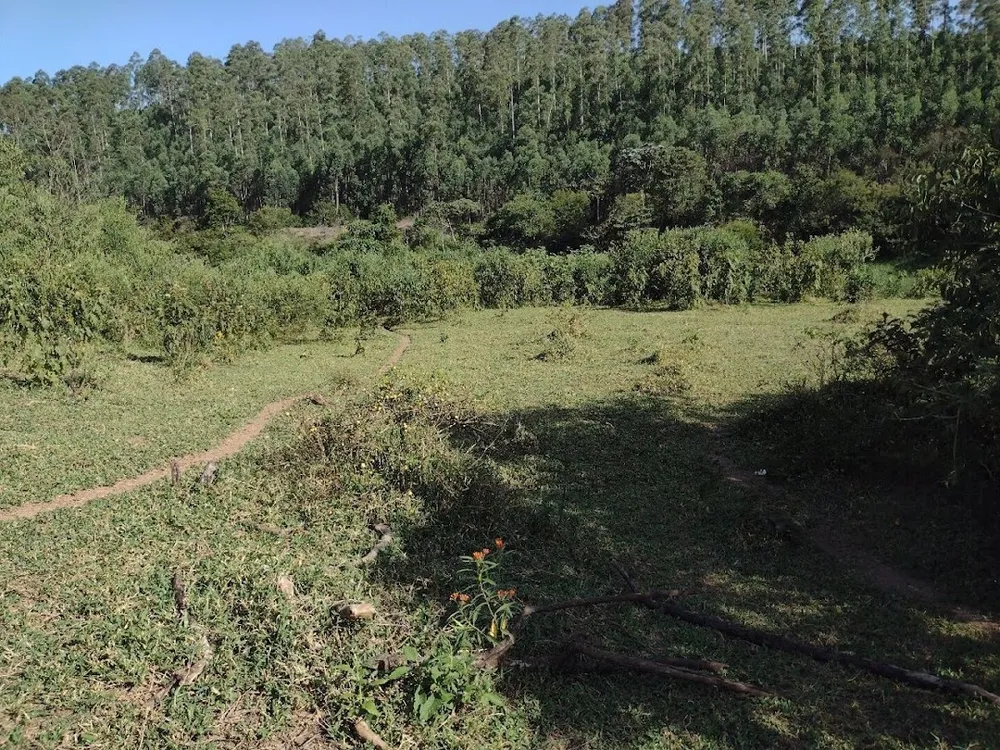 Fazenda, 225 hectares - Foto 14