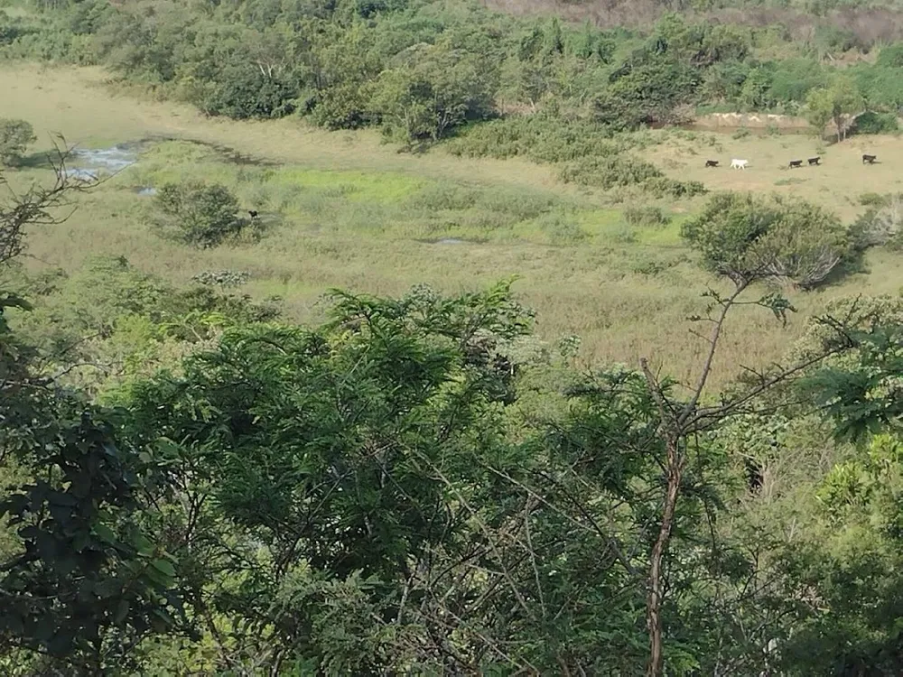 Fazenda, 225 hectares - Foto 9