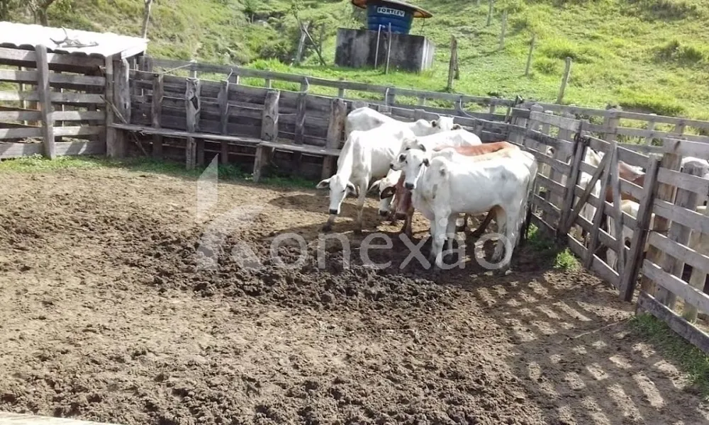 Fazenda, 200 m² - Foto 11