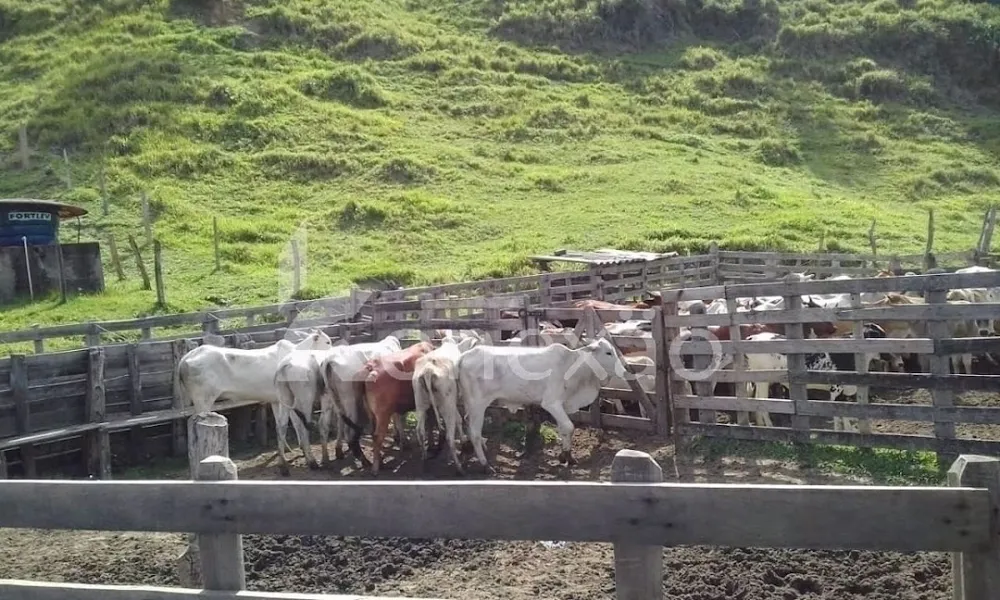 Fazenda, 200 m² - Foto 10
