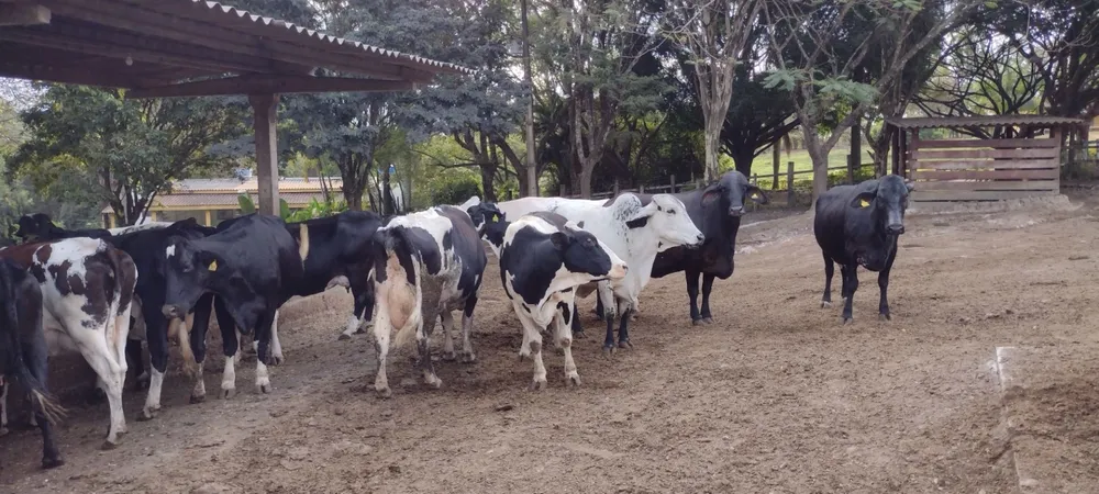 Fazenda, 100 hectares - Foto 1
