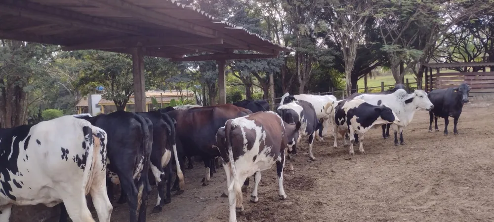 Fazenda, 100 hectares - Foto 4