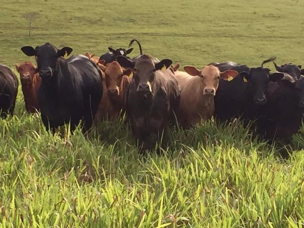 Fazenda, 200 m² - Foto 1