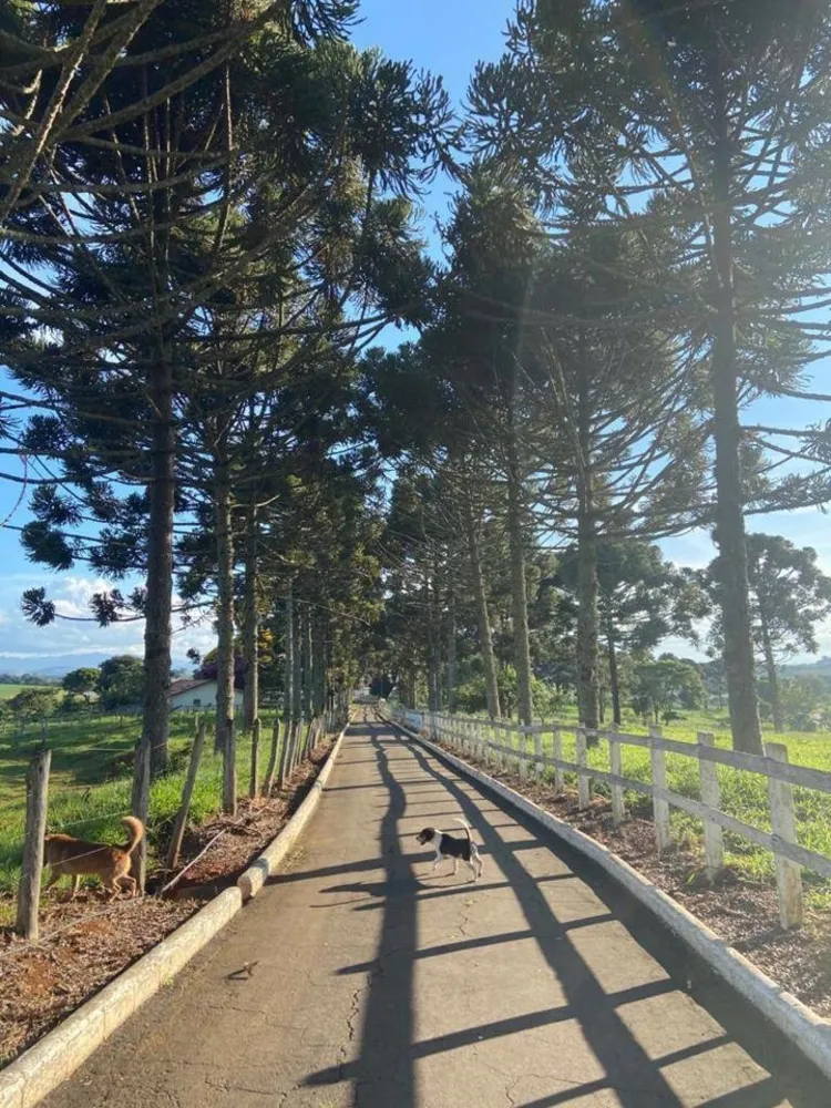 Fazenda, 200 m² - Foto 4