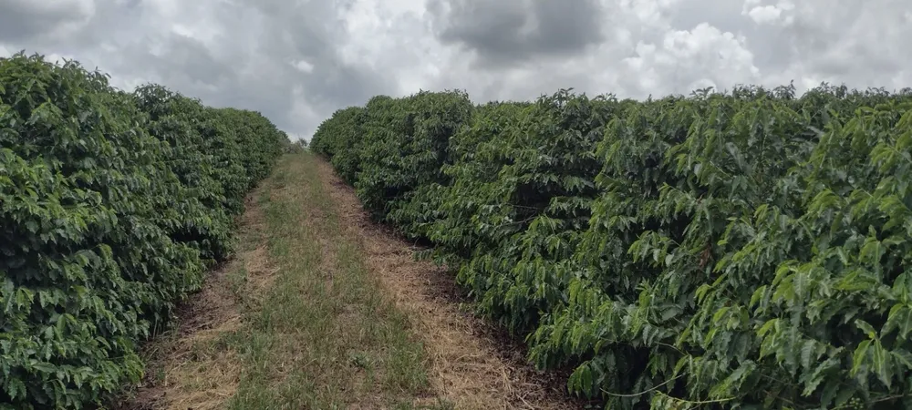 Fazenda, 200 m² - Foto 2