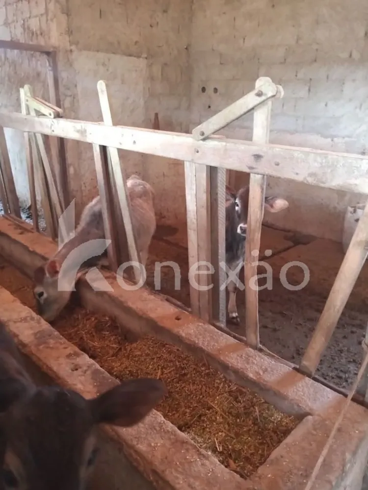 Sítio, 6 quartos, 200 m² - Foto 1