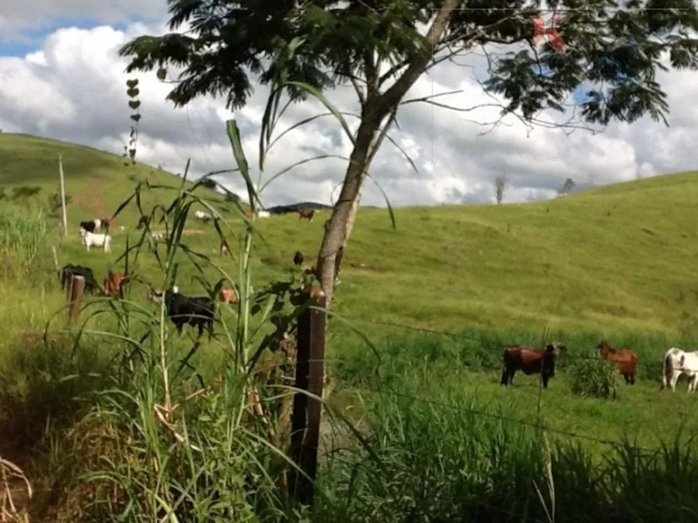 Fazenda, 2904 hectares - Foto 6