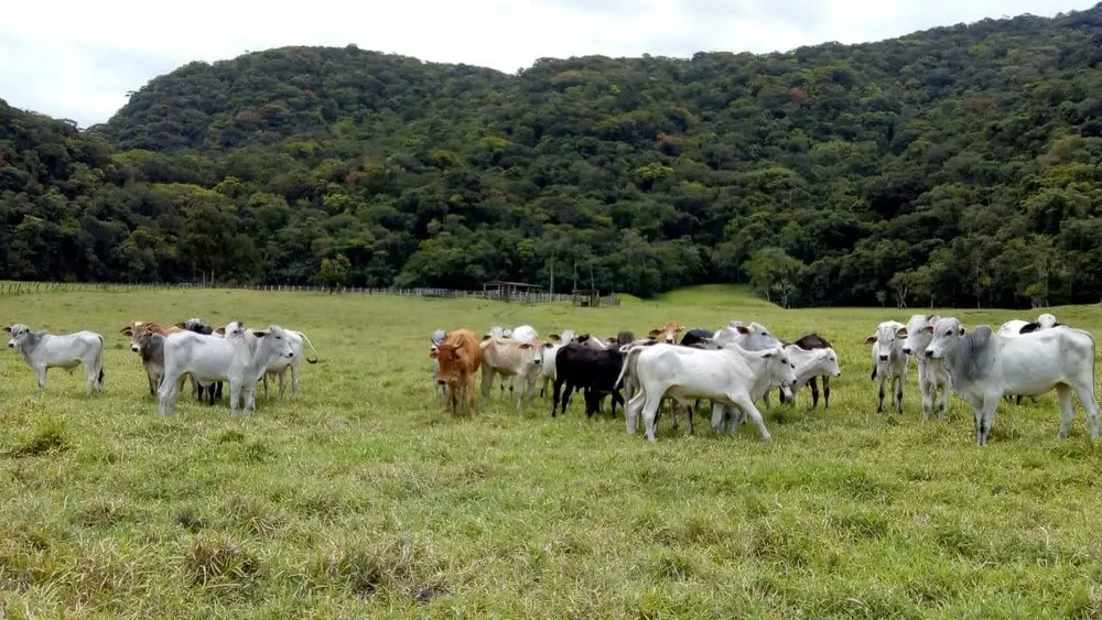 Fazenda, 290 hectares - Foto 1