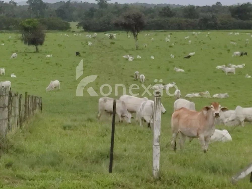 Fazenda, 290 hectares - Foto 12