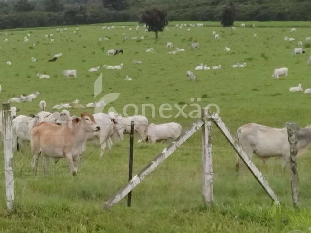 Fazenda, 290 hectares - Foto 4