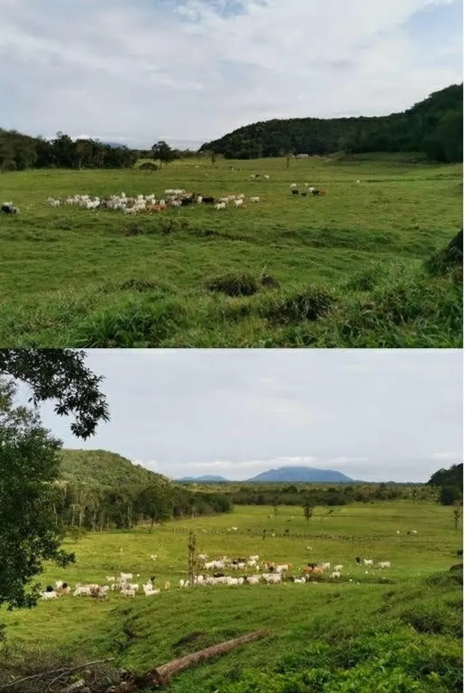 Fazenda, 290 hectares - Foto 15