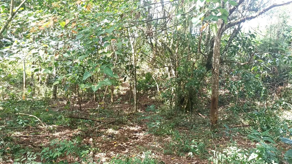 Chácara, 2 quartos, 2 hectares - Foto 3