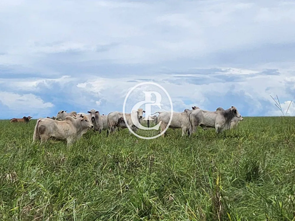 Fazenda, 643 hectares - Foto 1