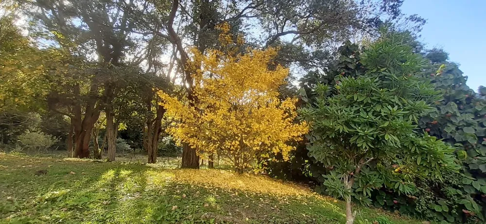 Terreno, 20 hectares - Foto 8