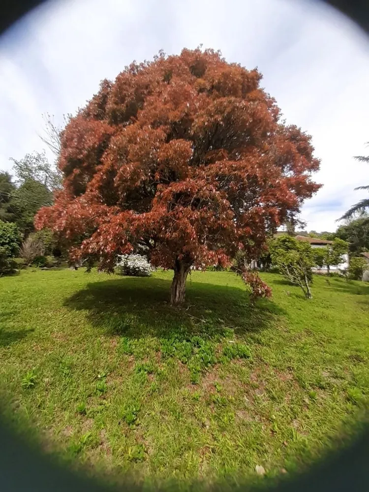 Terreno, 20 hectares - Foto 11