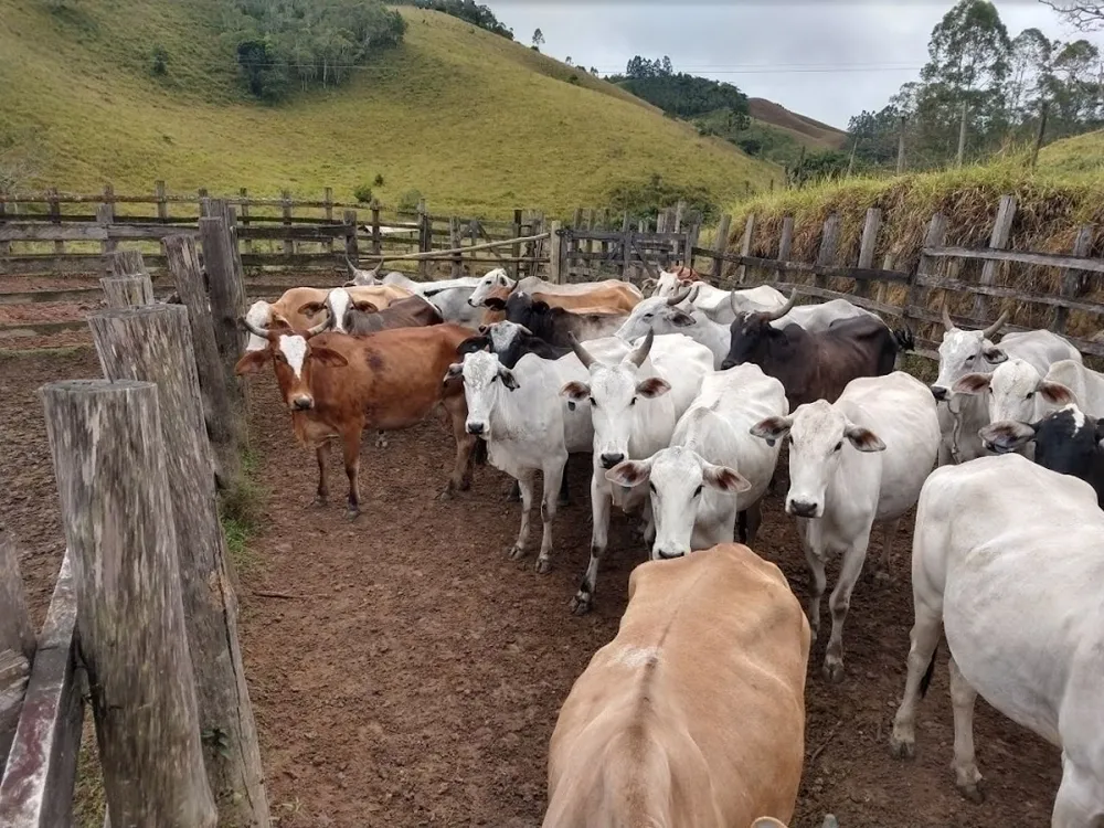 Fazenda, 46 hectares - Foto 2