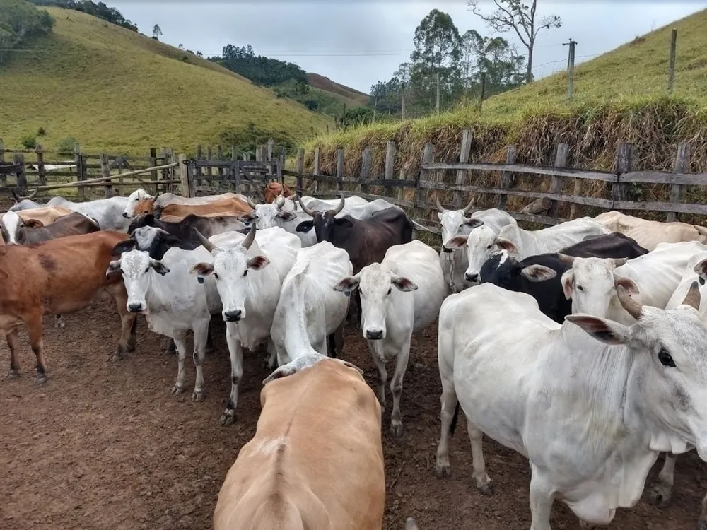 Fazenda, 46 hectares - Foto 6