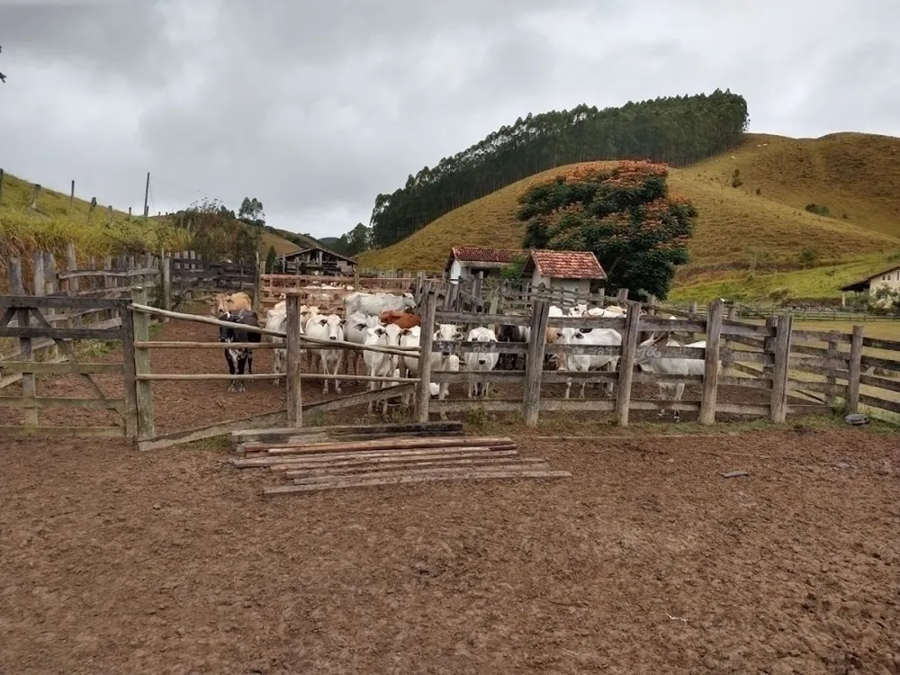 Fazenda, 46 hectares - Foto 5