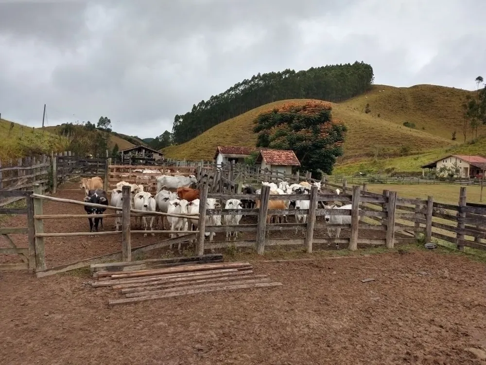 Fazenda, 46 hectares - Foto 8
