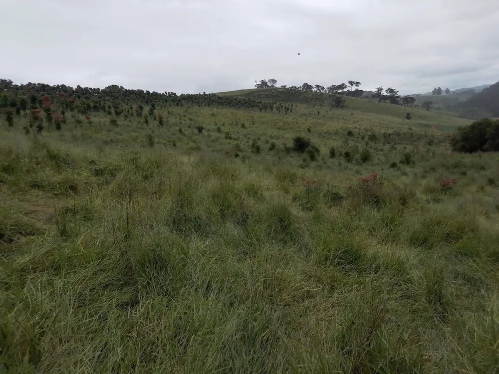 Fazenda, 130 hectares - Foto 9