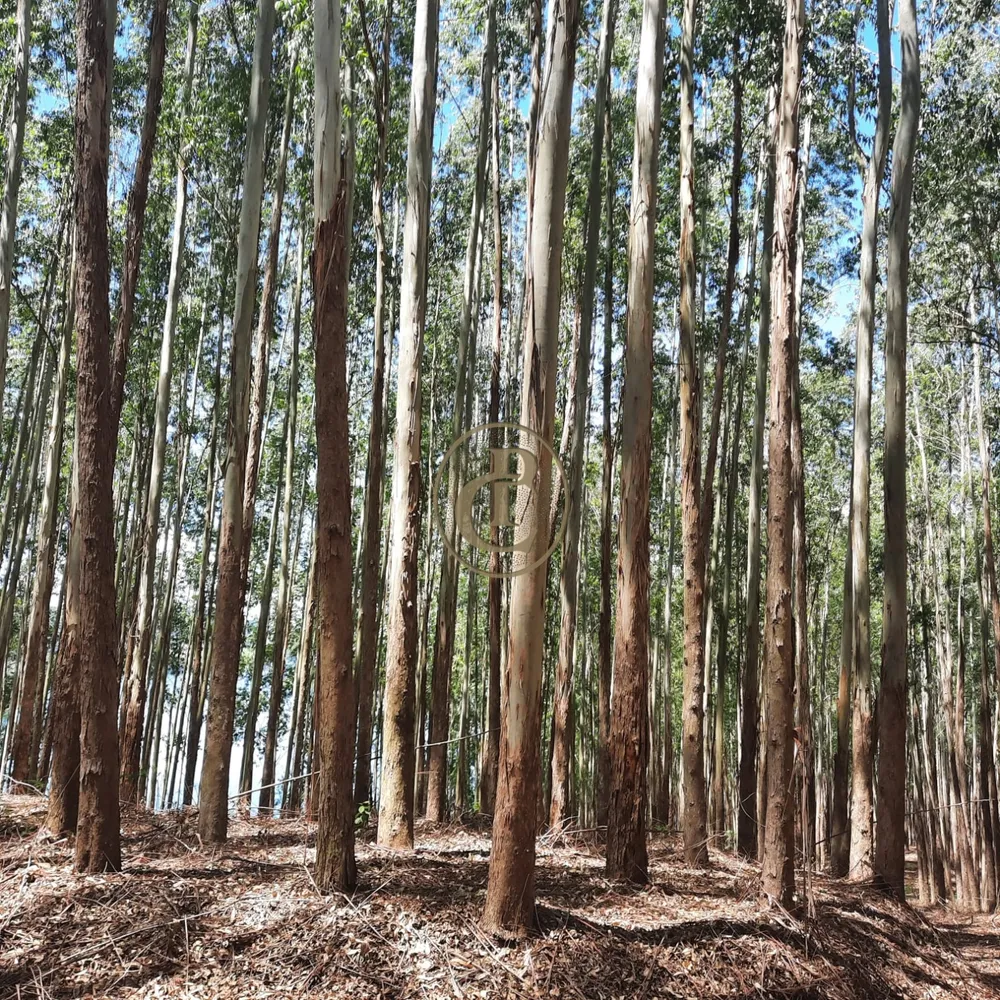 Fazenda, 100 m² - Foto 6