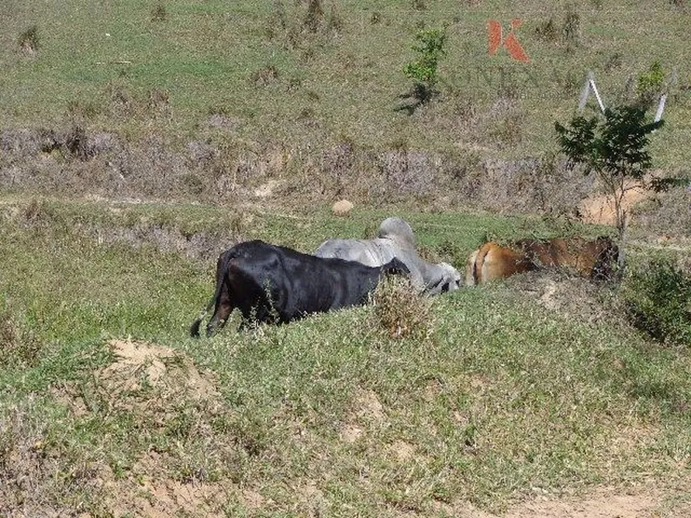 Fazenda, 305 hectares - Foto 4