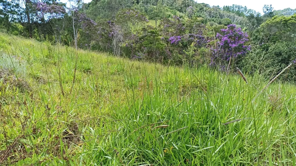 Chácara, 3 quartos, 3 hectares - Foto 4
