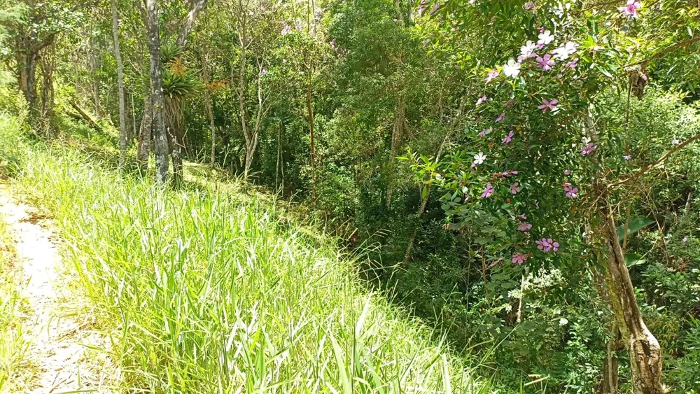 Chácara, 3 quartos, 3 hectares - Foto 6