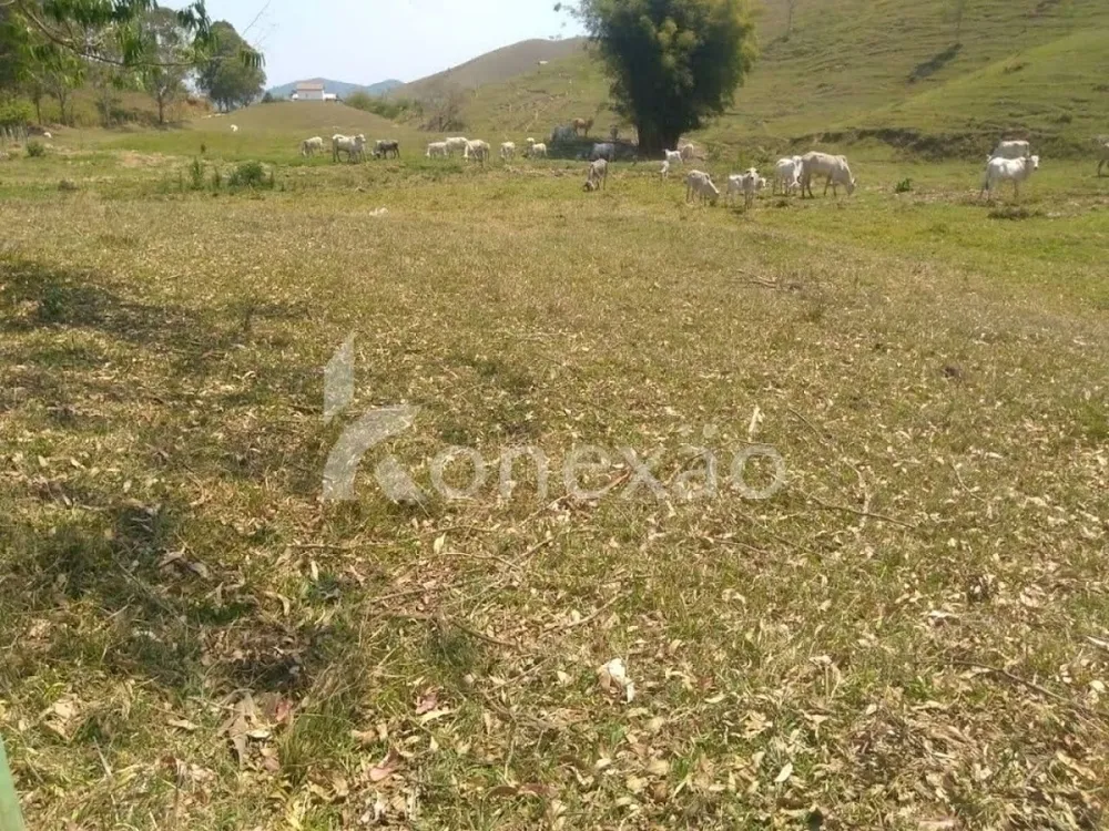 Fazenda, 203 hectares - Foto 4