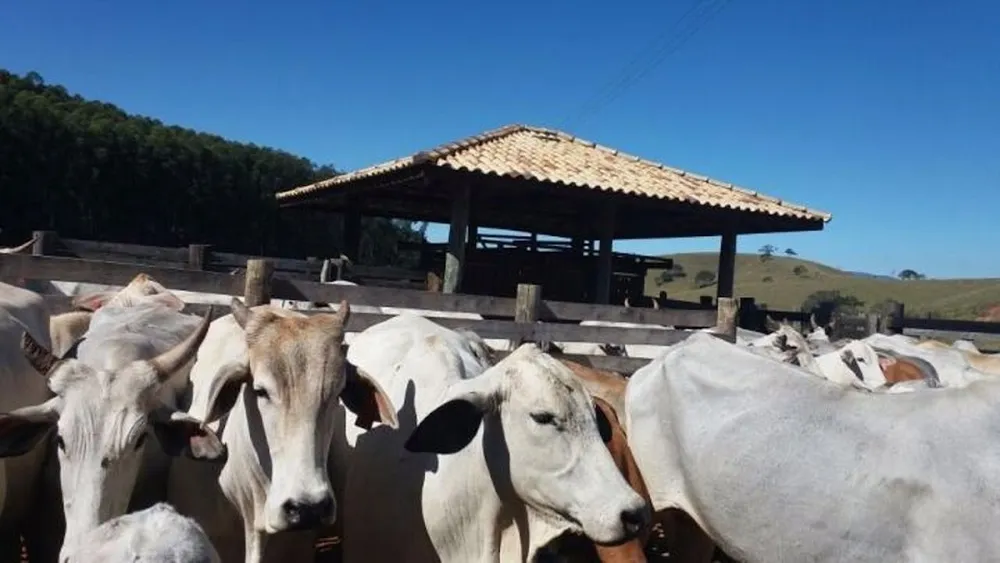 Terreno, 97 hectares - Foto 4