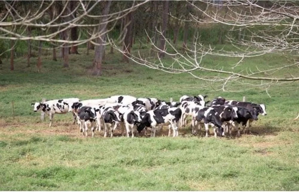 Fazenda, 500 m² - Foto 8