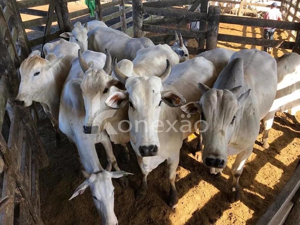 Fazenda, 400 m² - Foto 4