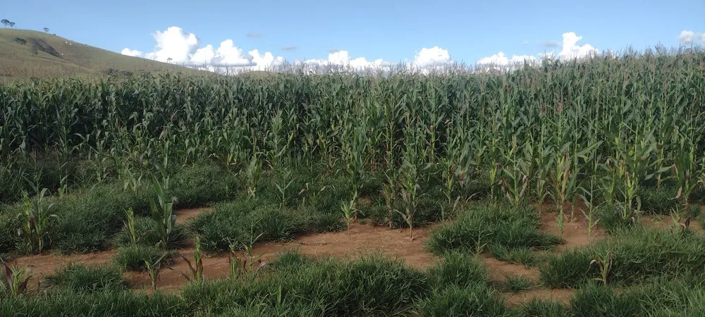 Fazenda, 133 m² - Foto 6