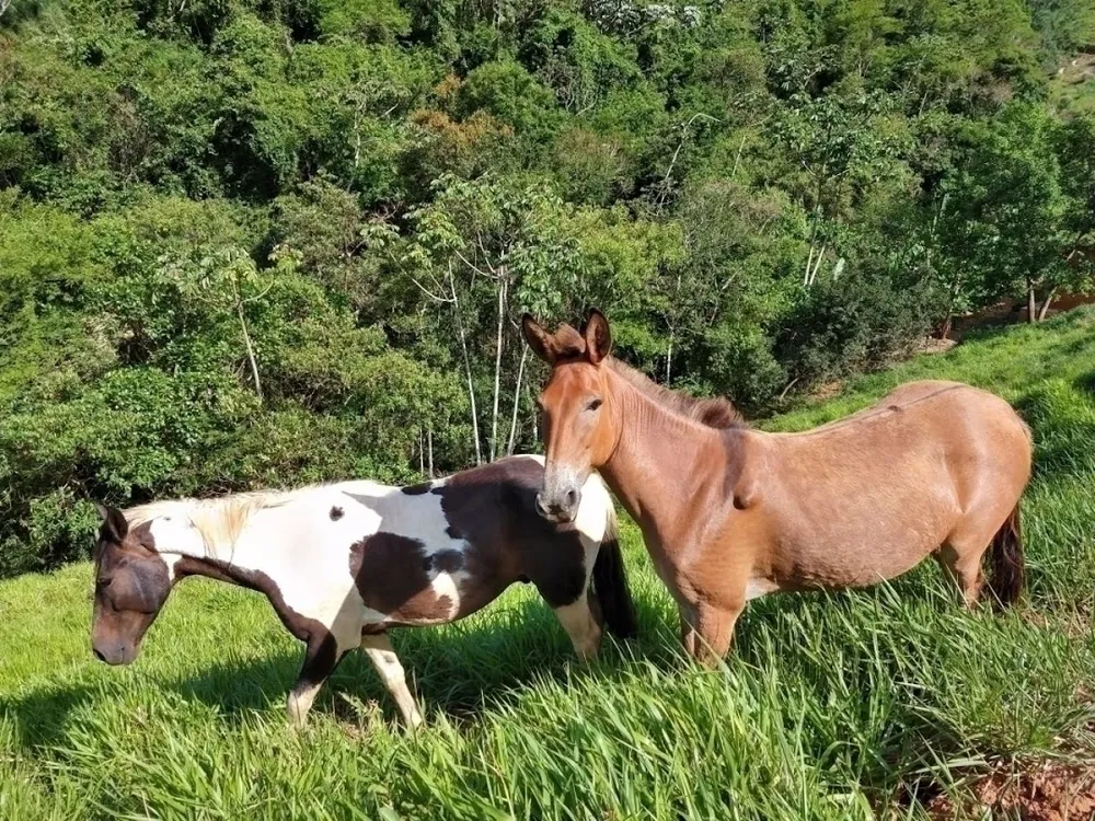 Fazenda, 600 m² - Foto 12