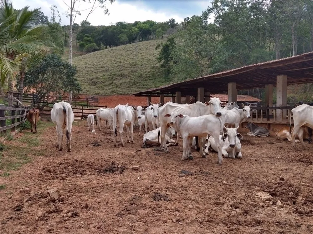 Fazenda, 600 m² - Foto 5