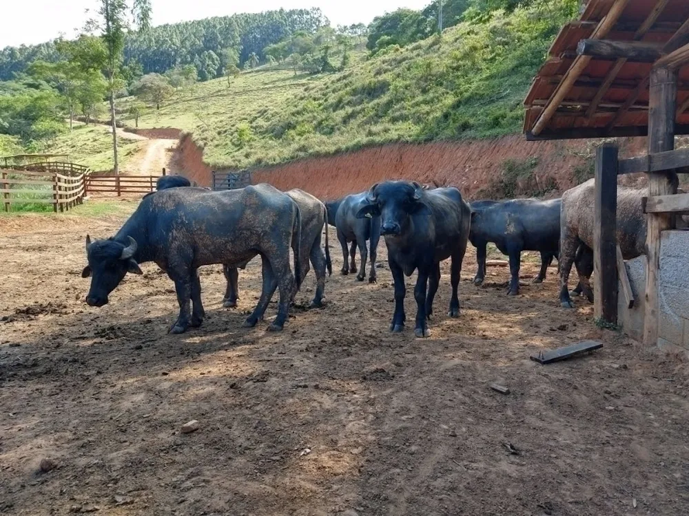 Fazenda, 600 m² - Foto 10