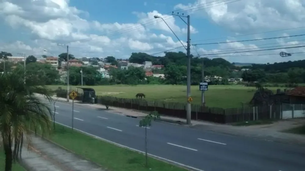 Terreno, 4 hectares - Foto 4