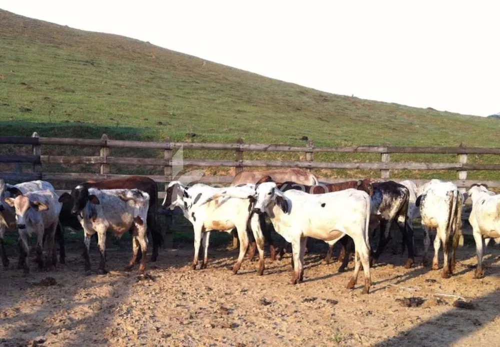 Fazenda, 150 m² - Foto 6