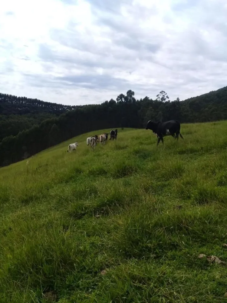 Sítio, 4 quartos, 34 hectares - Foto 7