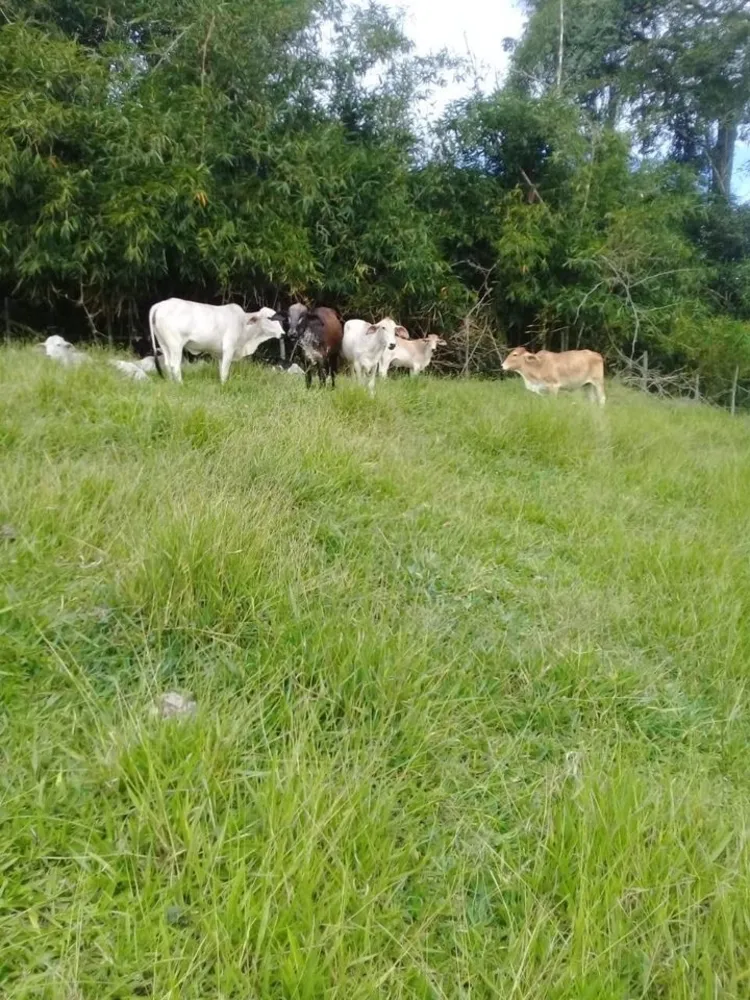 Sítio, 4 quartos, 34 hectares - Foto 13