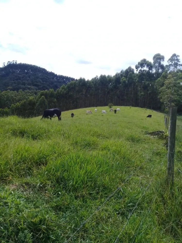 Sítio, 4 quartos, 34 hectares - Foto 8