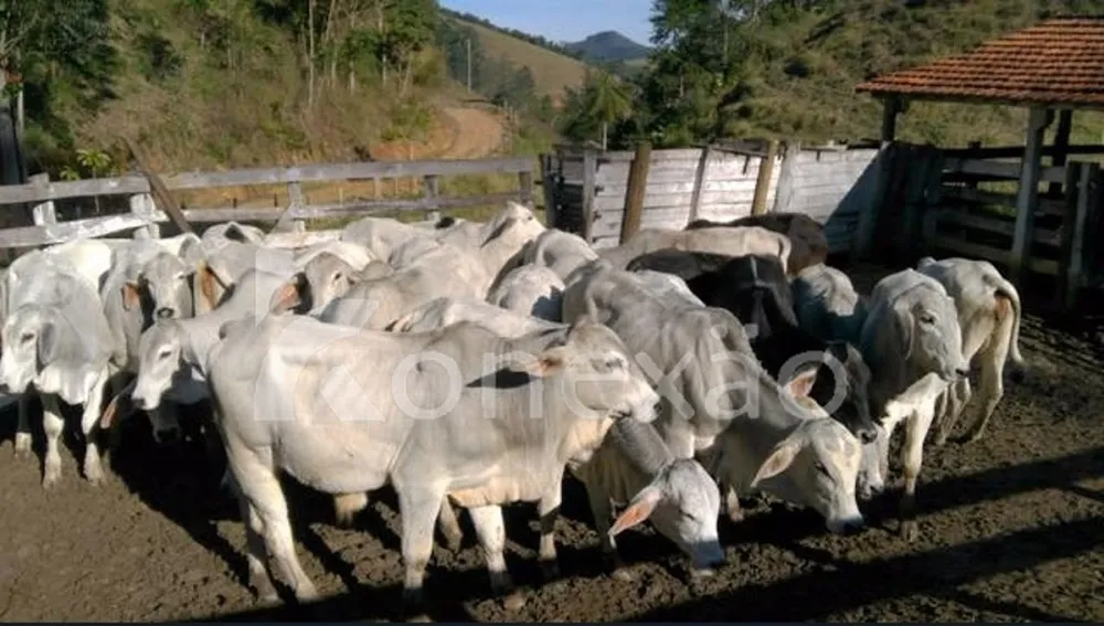 Fazenda, 90 m² - Foto 9