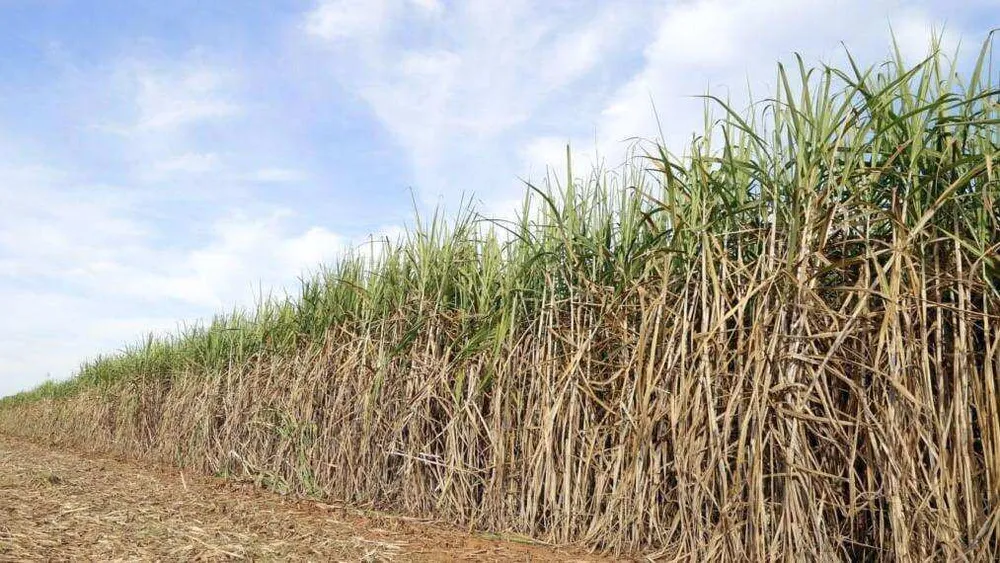Fazenda - Foto 1
