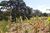Terreno, 1300 m² - Foto 7