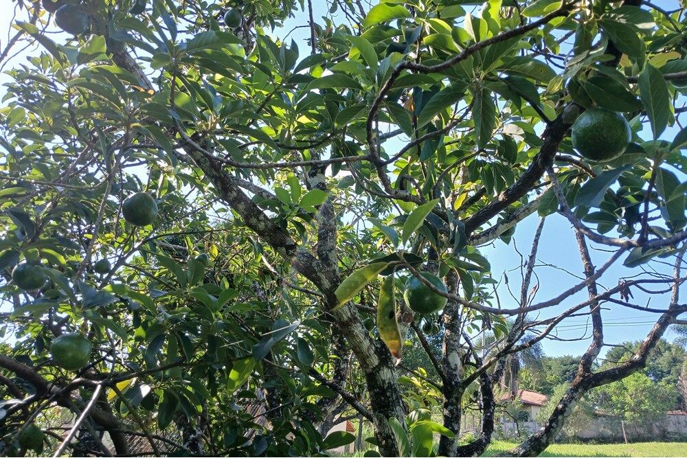 Terreno à venda, 1384m² - Foto 13