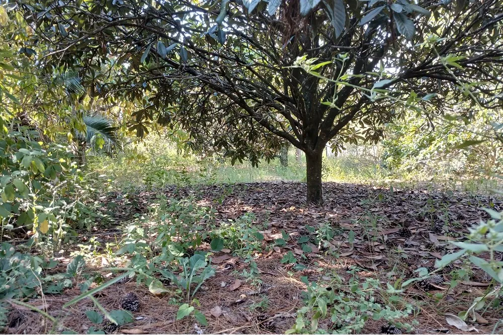 Terreno, 1400 m² - Foto 5